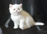 Polly - Exotic Kitten For Sale - Norwalk, CT, US