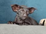 Nicolas - Oriental Kitten For Sale - Norwalk, CT, US