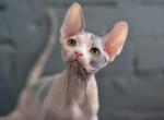 Helga - Sphynx Kitten For Sale - Norwalk, CT, US