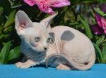 Alpina - Sphynx Kitten For Sale - Norwalk, CT, US