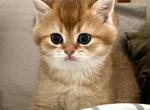Amazing Ulysses British Shorthair Kitten - British Shorthair Kitten For Sale - 