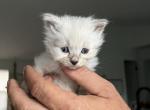 Baxter - Siberian Kitten For Sale - North Port, FL, US