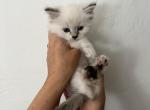 Clair - Siberian Kitten For Sale - North Port, FL, US