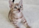 Avalange - Bengal Kitten For Sale - 