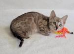Moonshine - Bengal Kitten For Sale - Augusta, ME, US