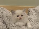 Elsie Litter - Ragdoll Kitten For Sale - Church Hill, TN, US