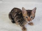Rosa - Bengal Kitten For Sale - Augusta, ME, US