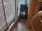 Mr Whiskers - Domestic Cat For Adoption - 