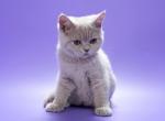 Milky Way - British Shorthair Kitten For Sale - Boston, MA, US