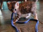 Purebred Bengal Kitten - Bengal Kitten For Sale - 