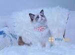 Jasmin Seal bi color ragdoll kitten - Ragdoll Cat For Sale - 