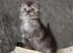 Stesha Scottish Fold female black smoke - Scottish Fold Kitten For Sale - 