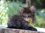 Toshka Maine Coon male black spotted tabby - Maine Coon Kitten For Sale - 
