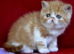 Alen Exotic male red spotted tabby bicolour - Exotic Kitten For Sale - Miami, FL, US
