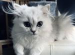 Reserved Lil'Bit Silver Chinchilla Persian CFA - Persian Kitten For Sale - Pensacola, FL, US