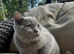Dash - Scottish Straight Kitten For Sale - Arvada, CO, US