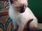 Lucy - Siamese Kitten For Sale - Travelers Rest, SC, US