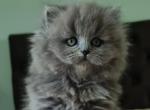 Halva - Scottish Straight Kitten For Sale - Hollywood, FL, US