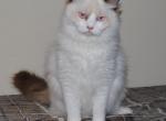 Alek - Ragdoll Kitten For Sale - Shippensburg, PA, US