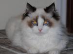 Fiona - Ragdoll Kitten For Sale - Shippensburg, PA, US