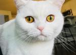 Luna - Scottish Straight Cat For Adoption - Fontana, CA, US