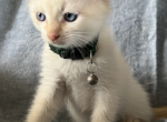Flame point - Siamese Kitten For Sale - 