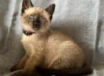 Seal point - Siamese Kitten For Sale - 