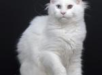 Diva - Maine Coon Kitten For Sale - 
