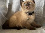 Seal Point - Siamese Kitten For Sale - 