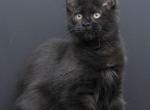 Napoleon - Maine Coon Kitten For Sale - New York, NY, US