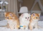 British long and short hair kittens - British Shorthair Kitten For Sale - Chicago, IL, US