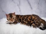 Nala - Bengal Cat For Sale - Arvada, CO, US