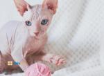 Fluffy sphynx kitten - Sphynx Kitten For Sale - 