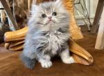 Blue golden boy - Persian Kitten For Sale - Wisconsin Rapids, WI, US