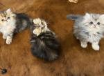 Sold Golden and blue cuties - Persian Kitten For Sale - Wisconsin Rapids, WI, US