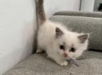 Arlo - Ragdoll Kitten For Sale - Midland, NC, US