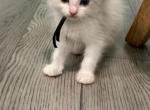 Cashew - Ragdoll Kitten For Sale - Midland, NC, US