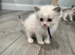 Frost - Ragdoll Kitten For Sale - Midland, NC, US