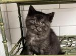 Marble - American Shorthair Kitten For Sale - Battle Ground, WA, US