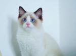 Oscar - Ragdoll Kitten For Sale - Indianapolis, IN, US