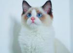 Oscar - Ragdoll Kitten For Sale - Chicago, IL, US