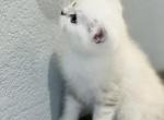 Zuma - British Shorthair Kitten For Sale - WA, US