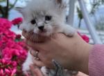 You get to name her - Domestic Kitten For Sale - Agawam, MA, US