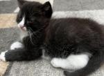 Not named yet - Domestic Kitten For Sale - Agawam, MA, US