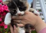 Needs a name - Domestic Kitten For Sale - Agawam, MA, US