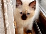 Smores - Ragdoll Kitten For Sale - Saint Paul, MN, US