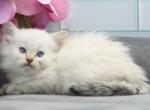 Yetta of RomanovCats - Siberian Kitten For Sale - Ashburn, VA, US