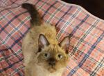 Selkirk Rex mix dark colorpoint - Colorpoint Shorthair Kitten For Sale - Whiteford, MD, US