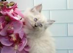 Zelina of RomanovCats - Siberian Kitten For Sale - Ashburn, VA, US