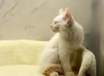 Poirot of RomanovCats - Siberian Kitten For Sale - Ashburn, VA, US